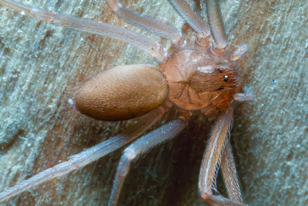 Sicariidae - Loxosceles rufescens